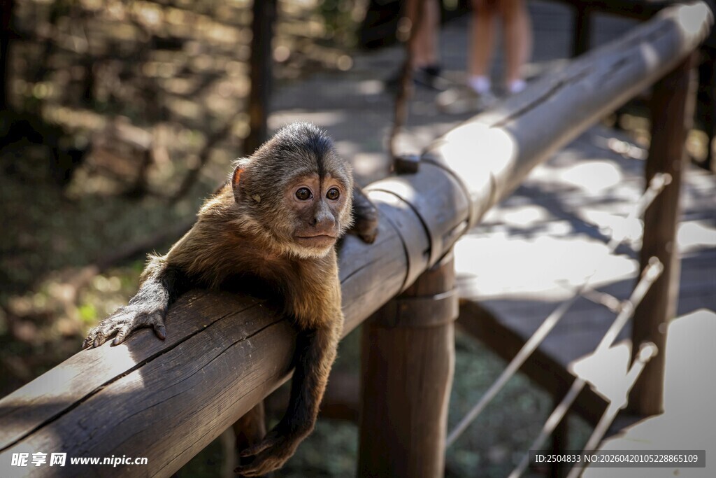 小猴趴栏杆好奇张望