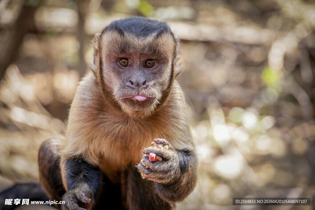 手持食物的可爱小猴子