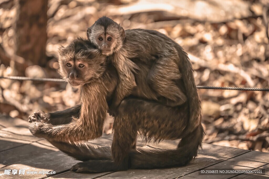 母猴背小猴温馨瞬间