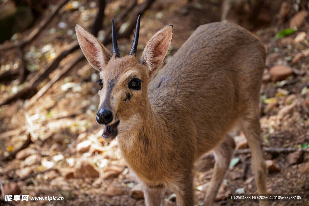 森林中的小羚羊