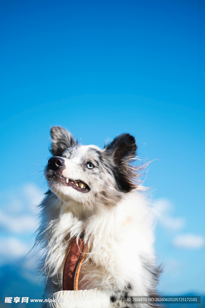 可爱边牧眺望蓝天
