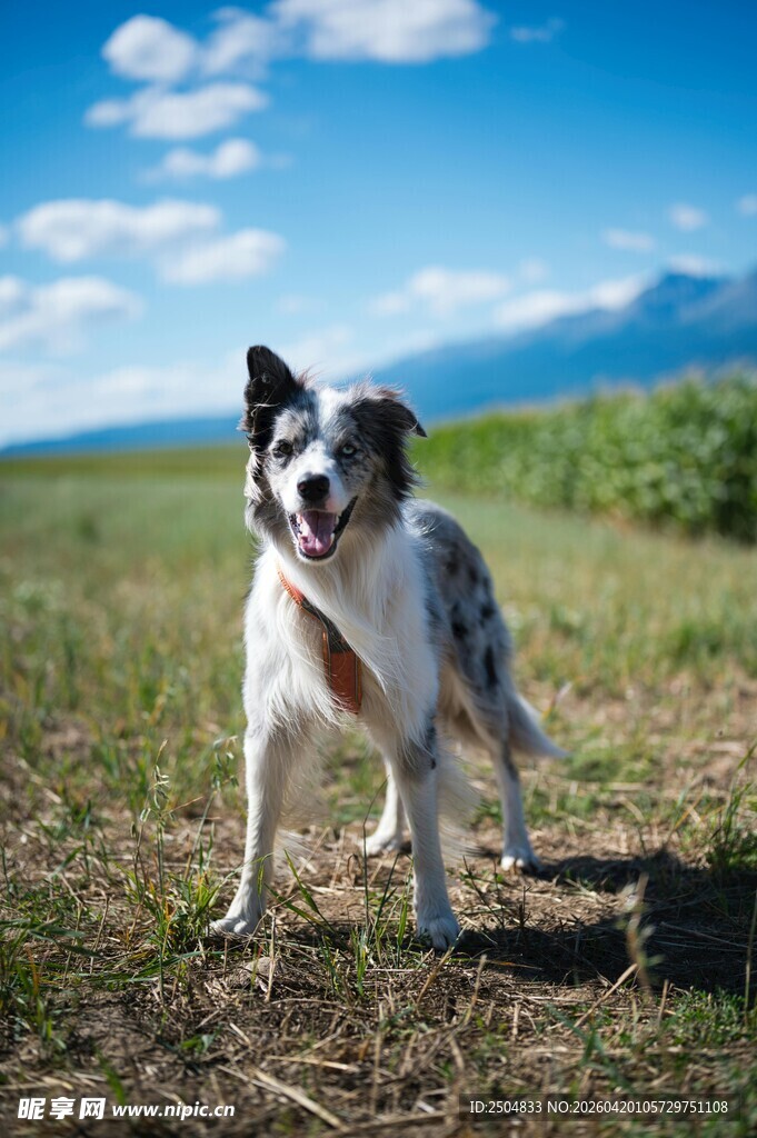 草原上的帅气边牧