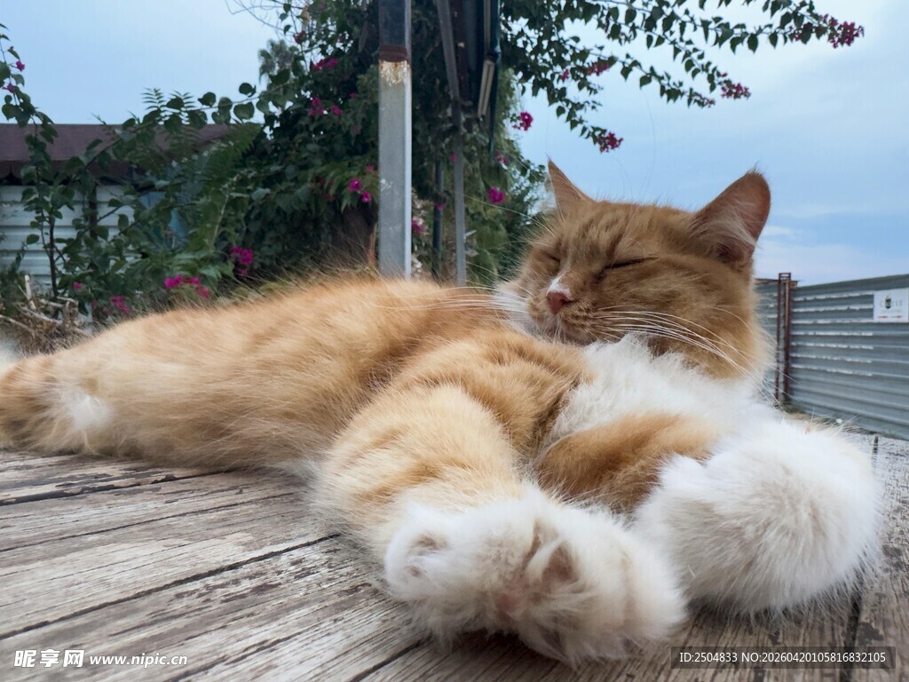 橘猫惬意躺卧木平台