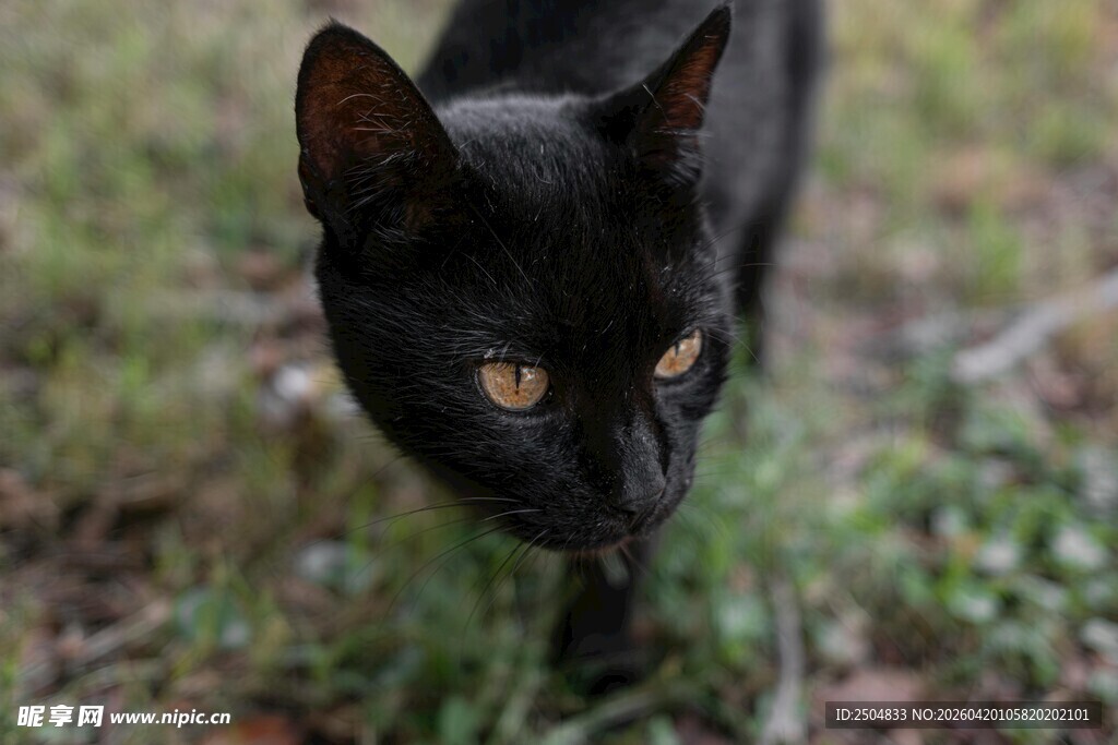 黑猫漫步草地