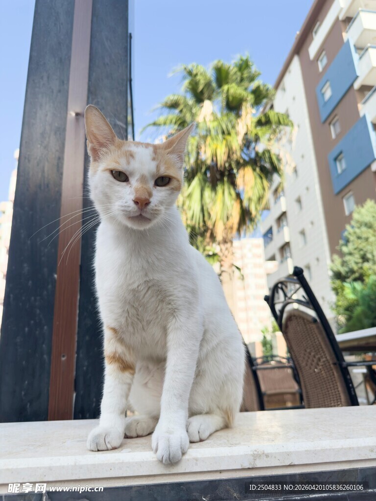 窗边萌猫