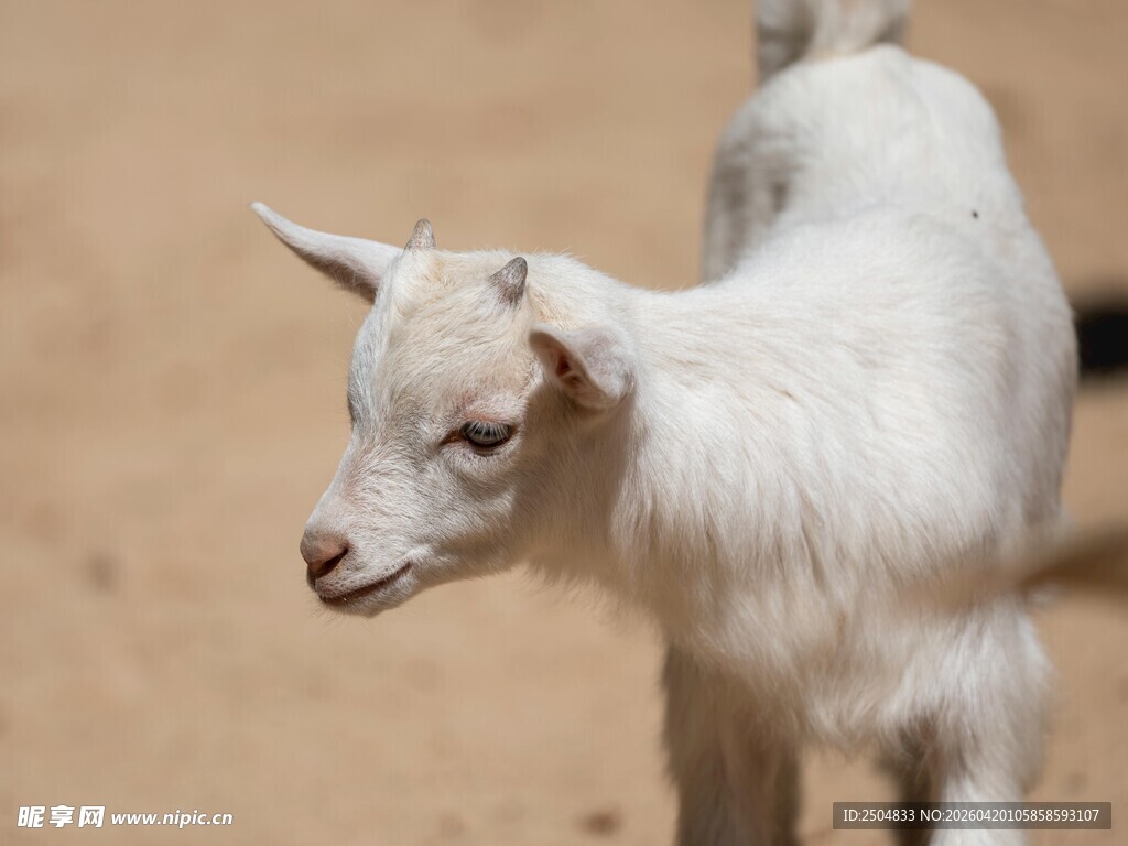 可爱小山羊