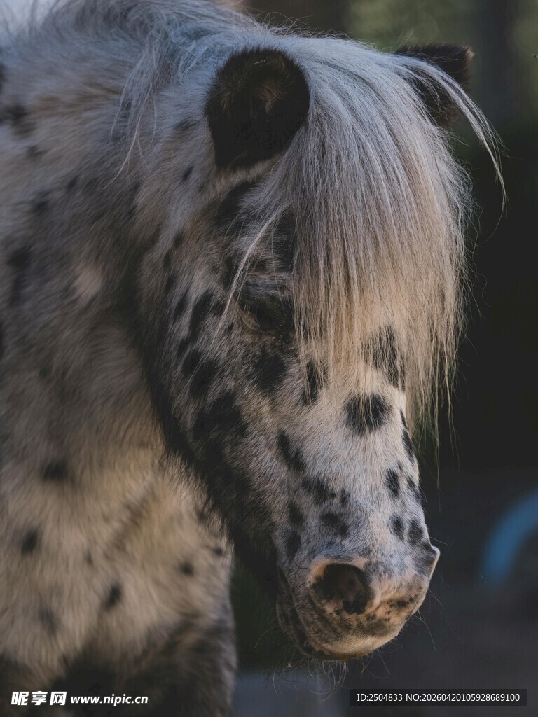 斑点小马特写