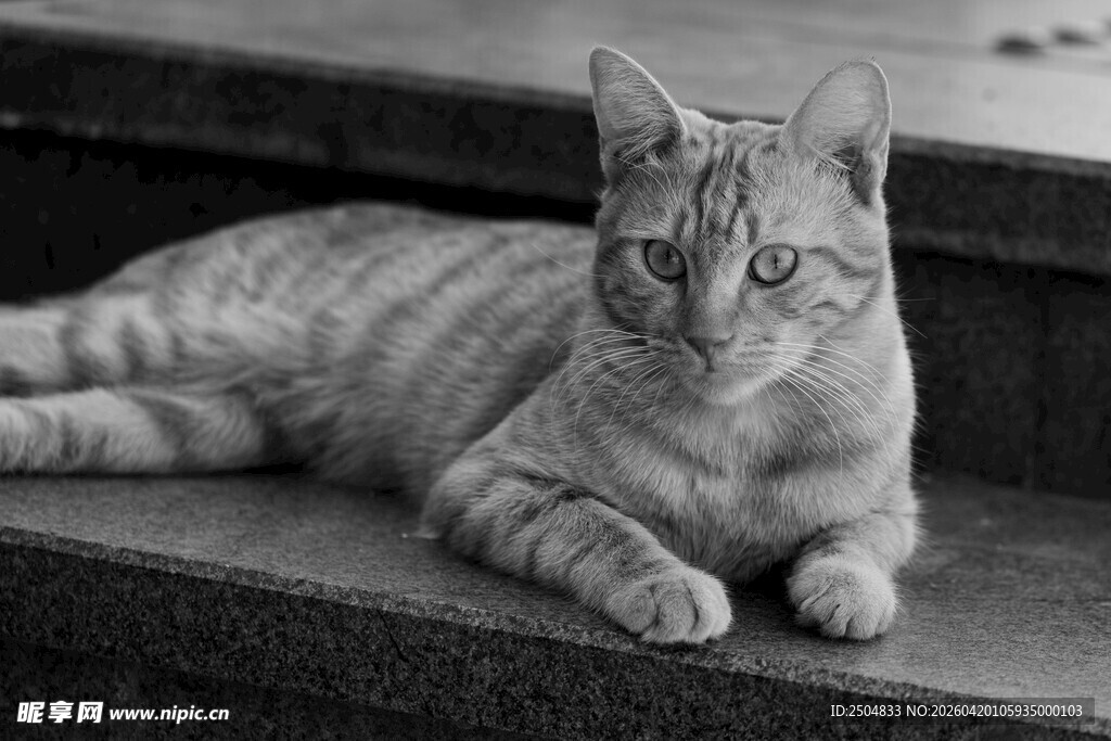 慵懒猫咪静卧台阶