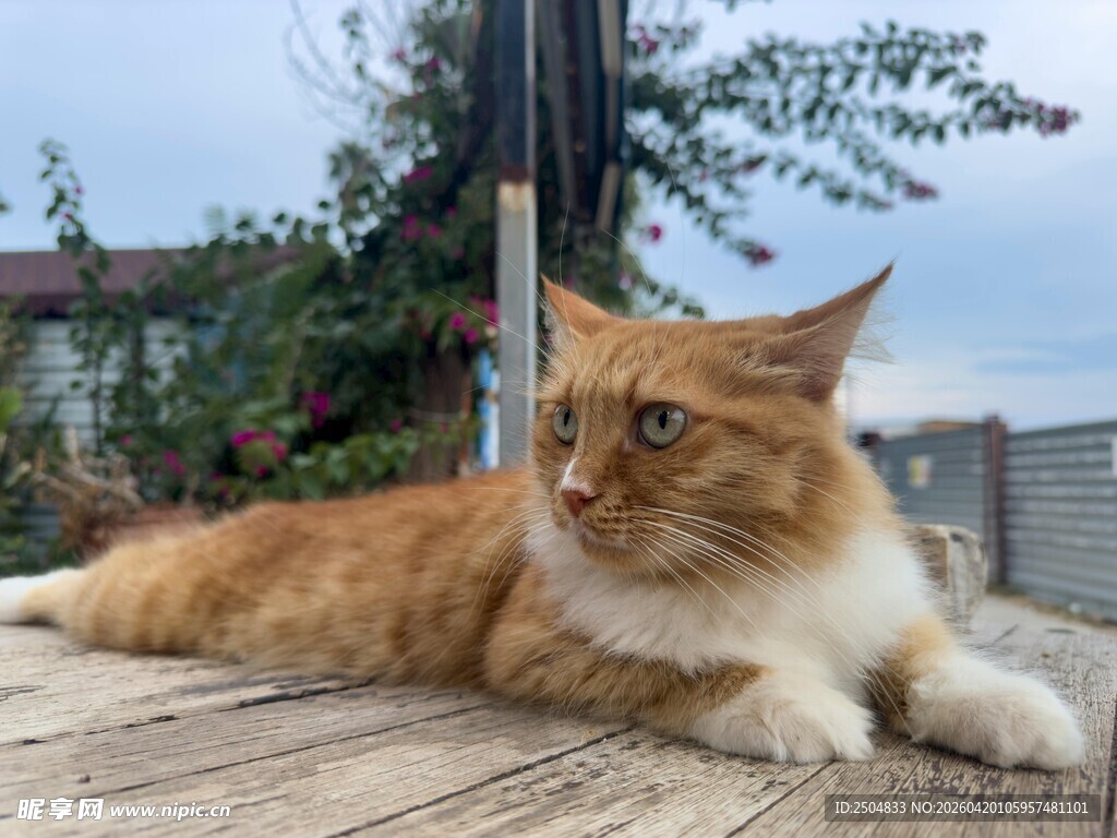 橘猫惬意趴于户外木台