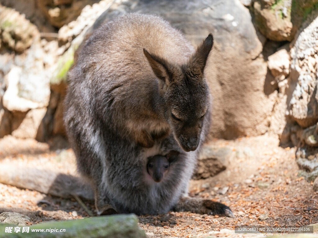 灰毛猫专注地面景象