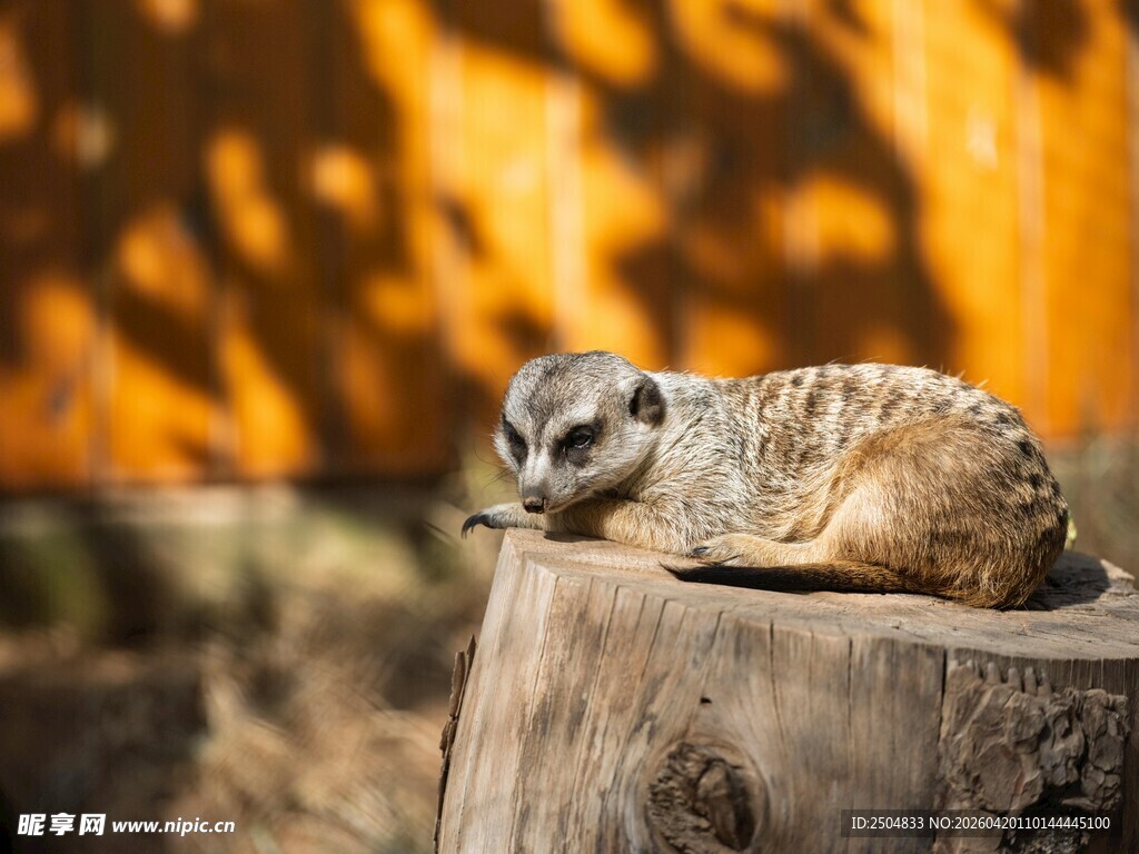 木头上休憩的猫鼬