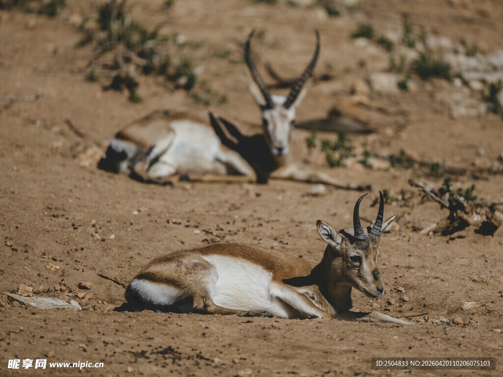  漠中休憩的羚羊