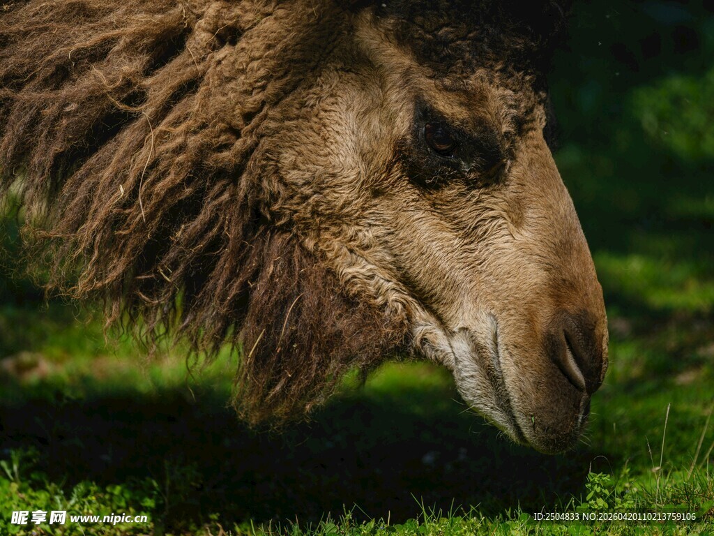 骆驼低头食绿草