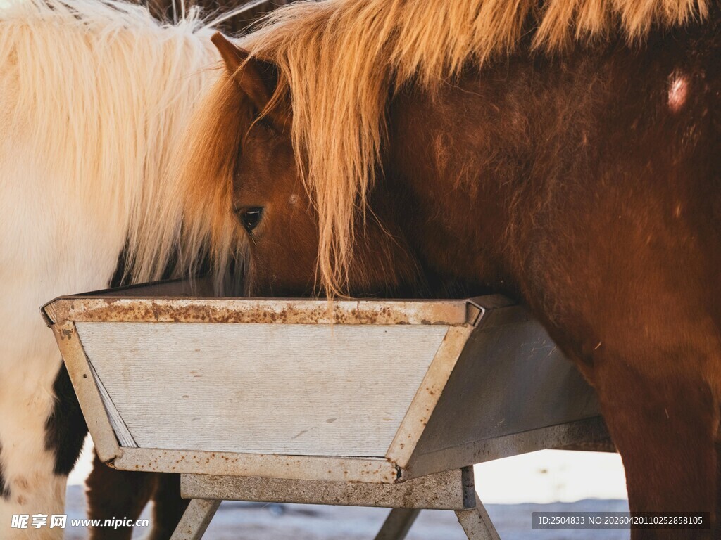 两匹马在槽边进食