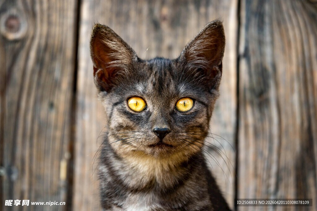 木墙前的可爱斑纹小猫