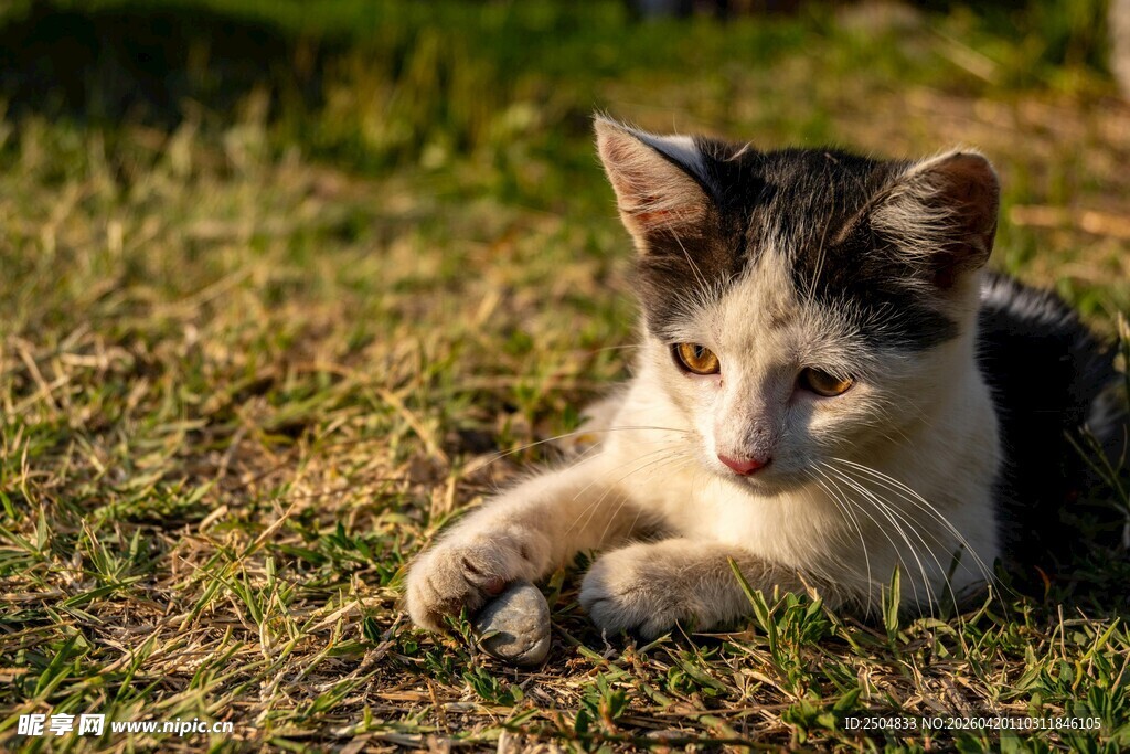 草地上的可爱小猫
