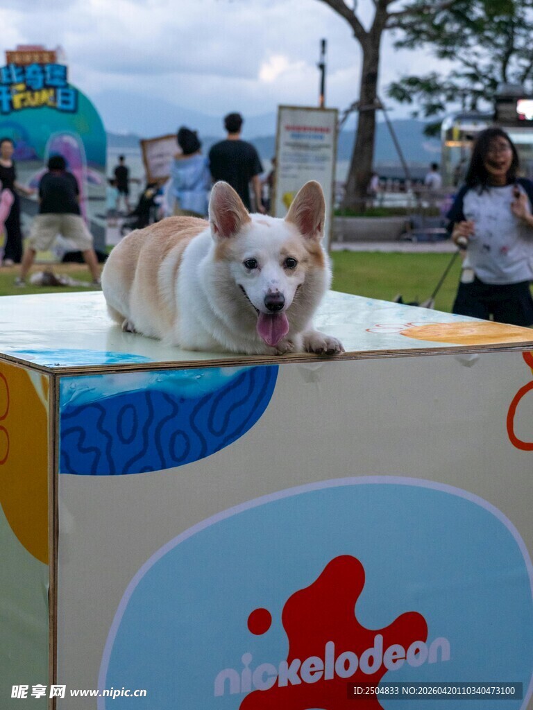 柯基站在箱子上吐舌卖萌