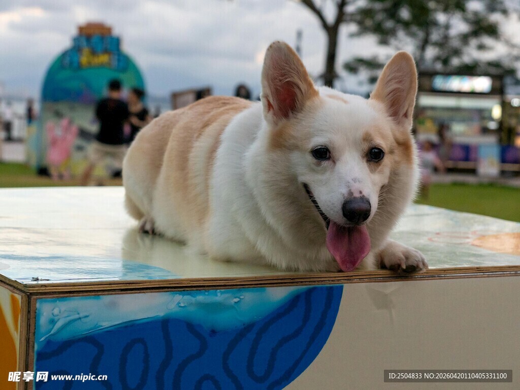 可爱柯基趴平台上吐舌