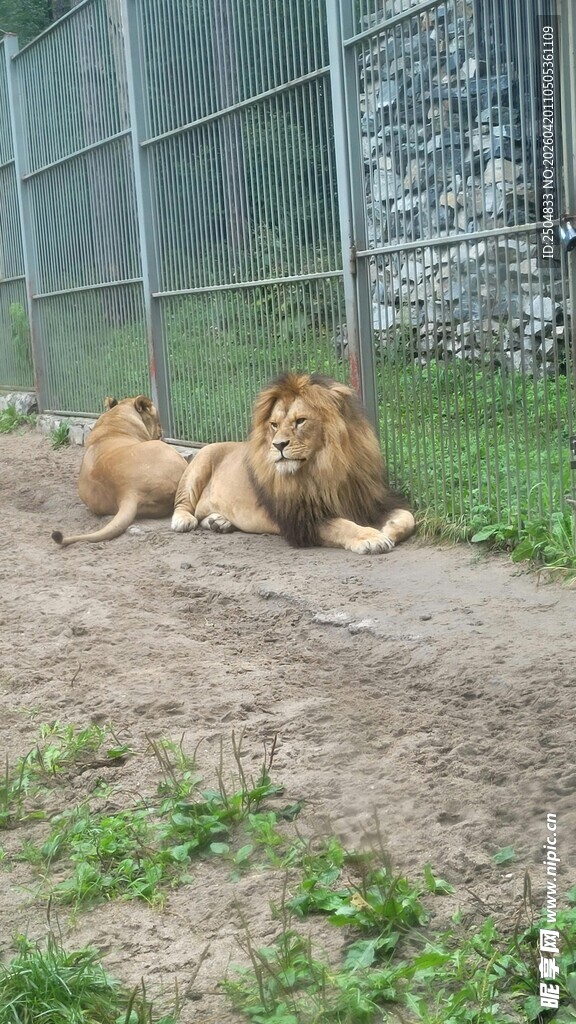 狮园内休憩的两头狮子