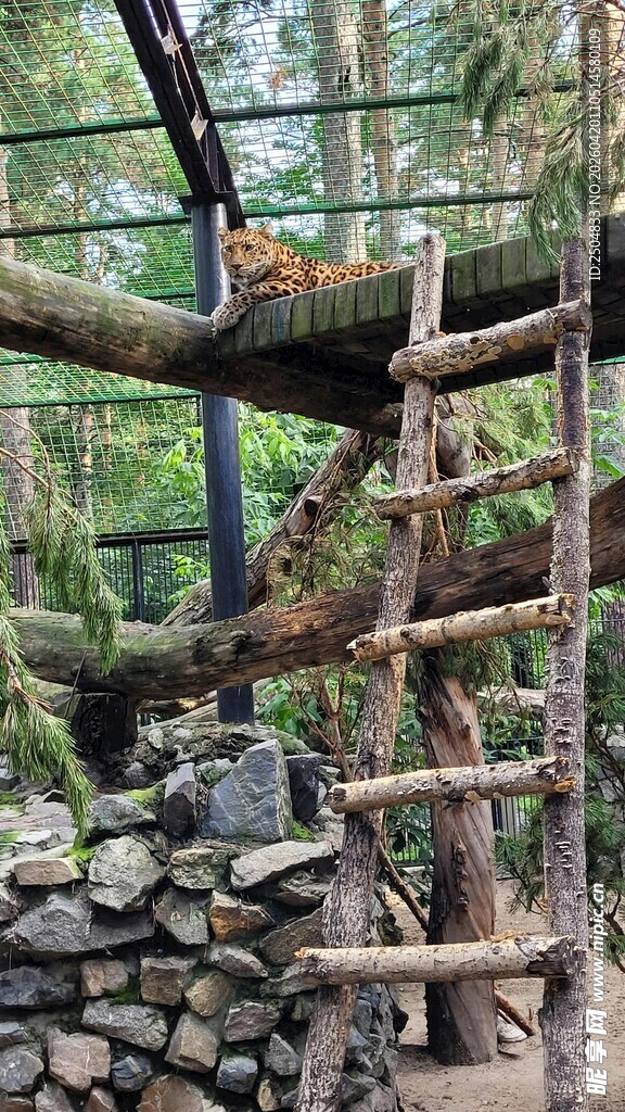 猴子在繁茂丛林设施上活动