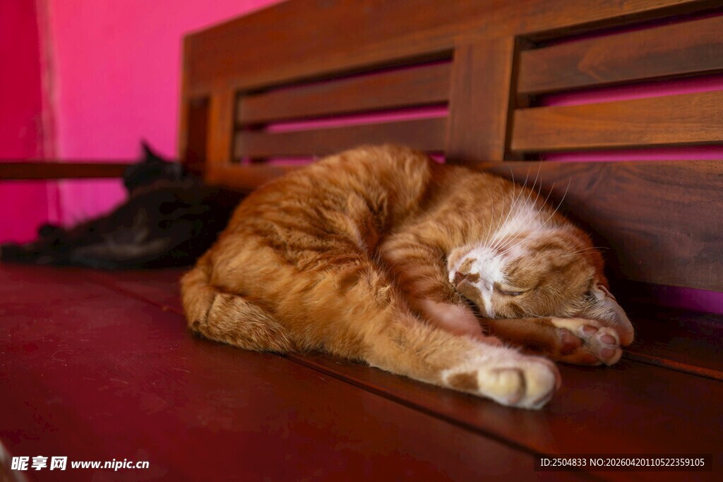 橘猫惬意躺卧在木椅上