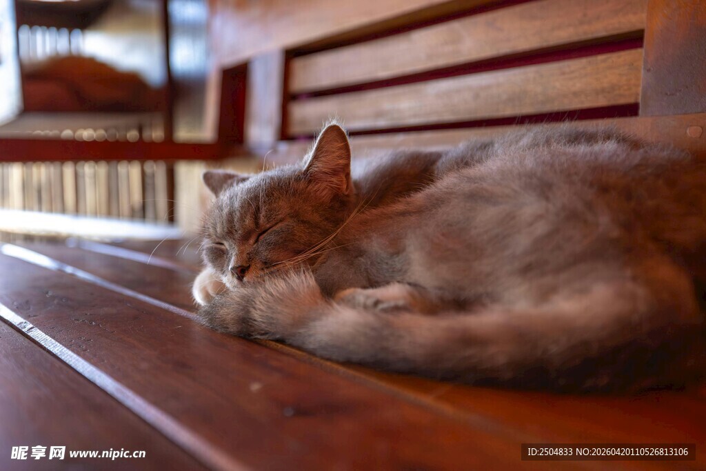 慵懒猫咪躺卧木质长椅上