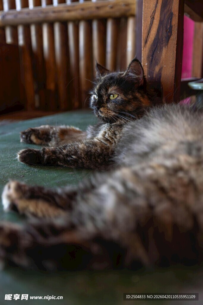 慵懒猫咪惬意躺卧