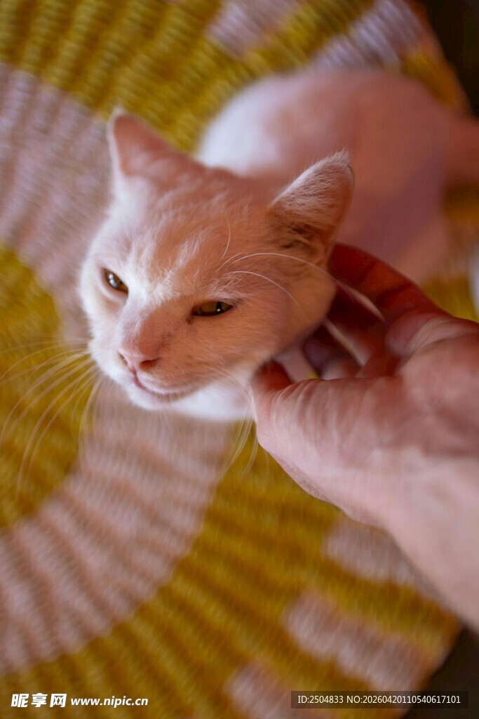 手抚猫咪显温馨时刻