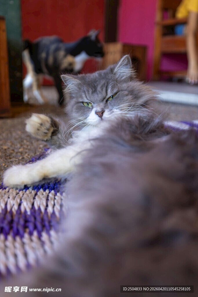 慵懒猫咪惬意躺卧