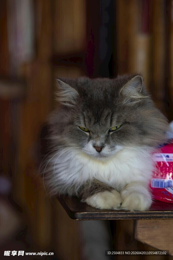 慵懒猫咪卧于架上