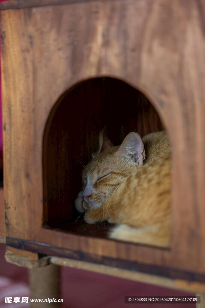 猫咪惬意栖于木制小窝
