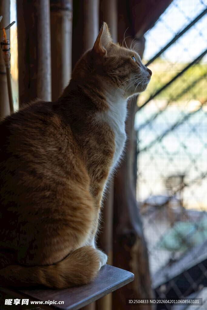 窗边橘猫静望户外