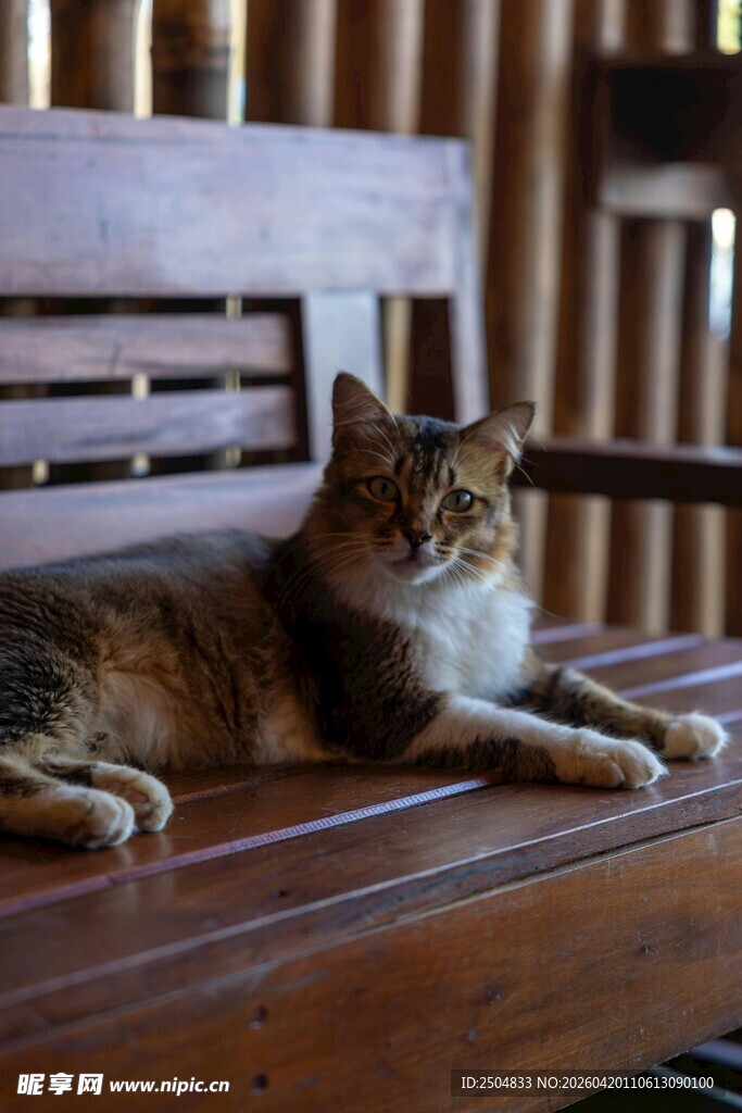 长椅上休憩的花色猫咪