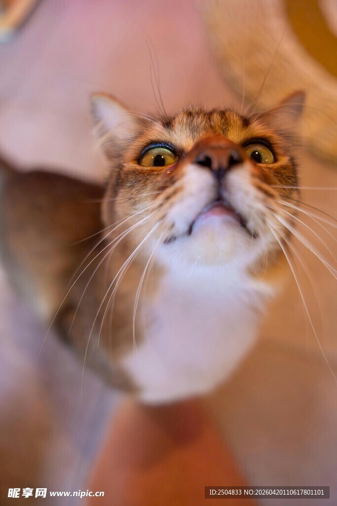 仰头猫咪好奇模样