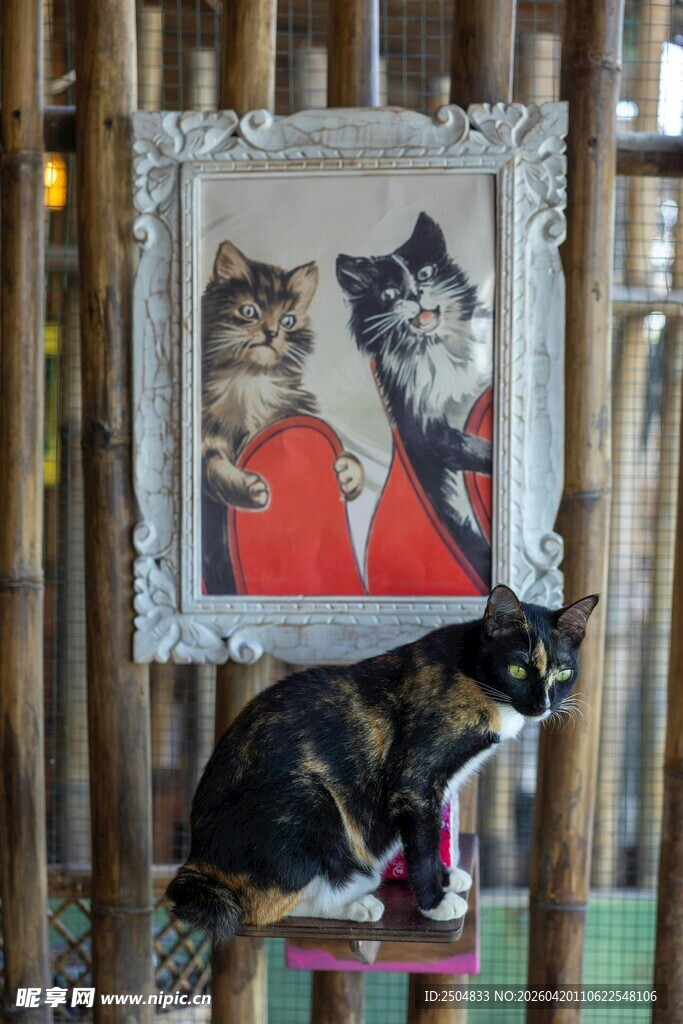 黑猫坐于画下的有趣场景