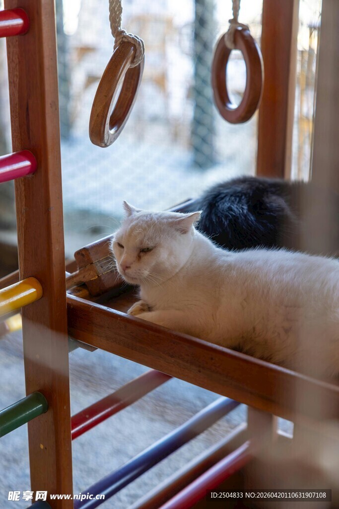 猫咪惬意躺于彩色木架上