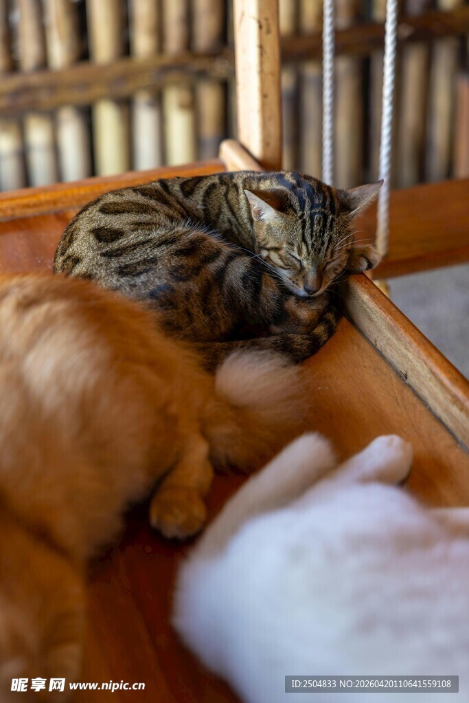 熟睡中的猫咪与毛绒玩具