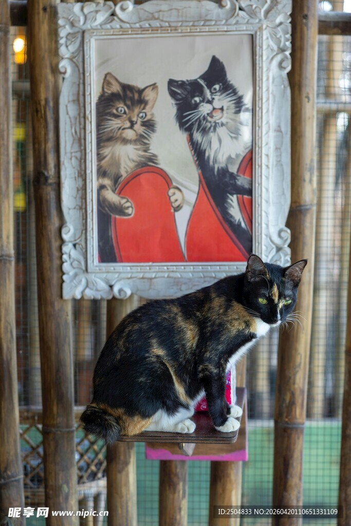 猫咪坐在画前的可爱瞬间