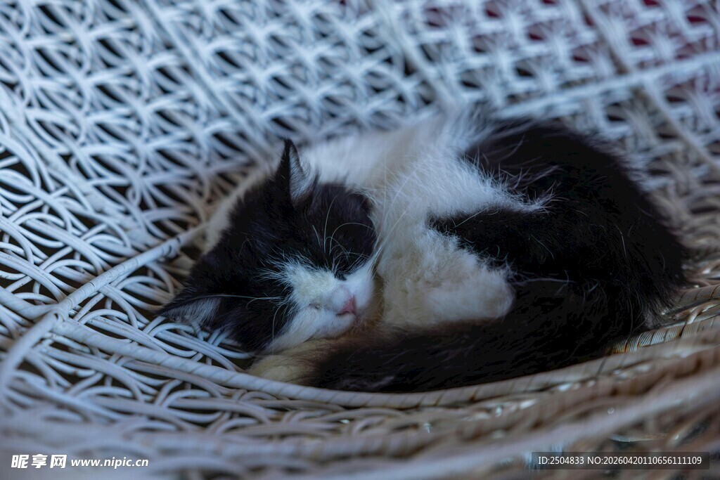 黑白小猫惬意躺卧篮子中