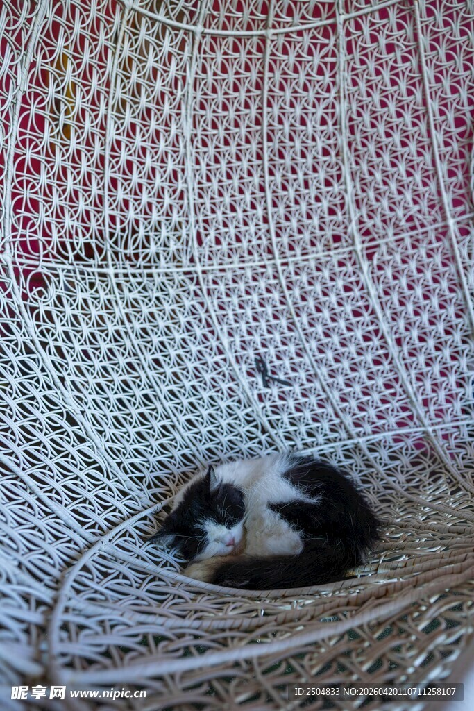 猫咪惬意躺卧在编织吊床