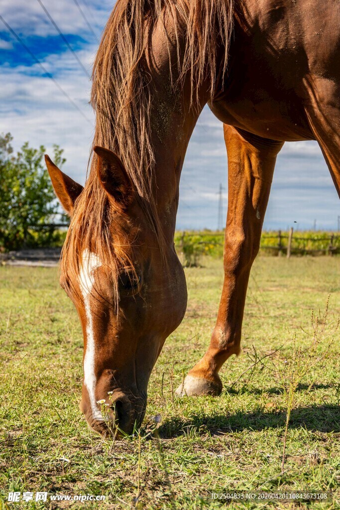 草原上低头吃草的骏马