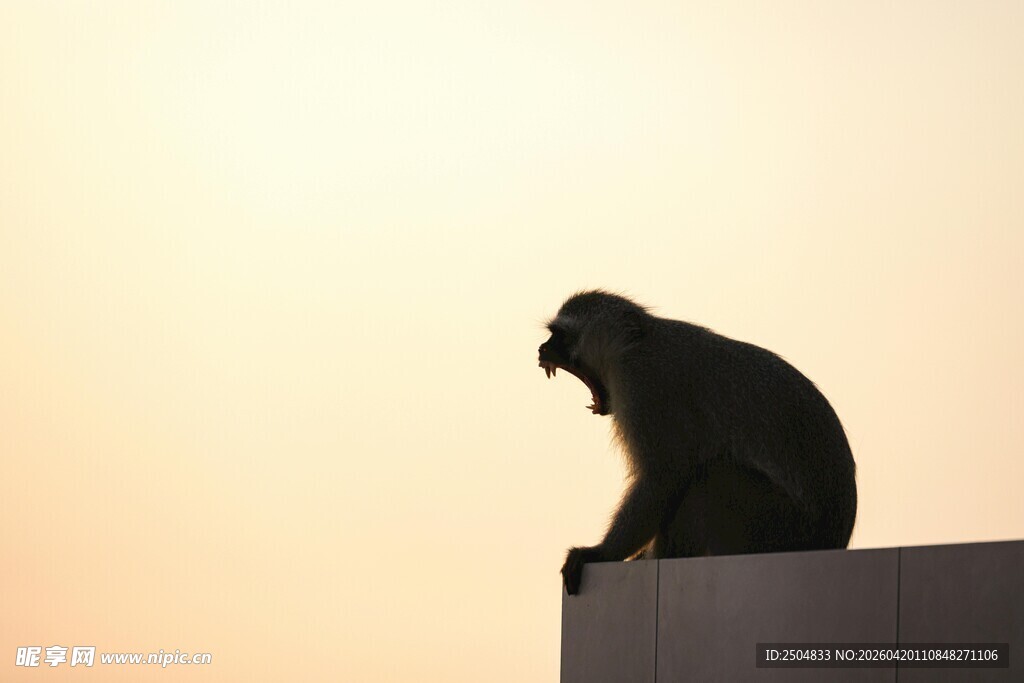 夕阳下独坐的猴子