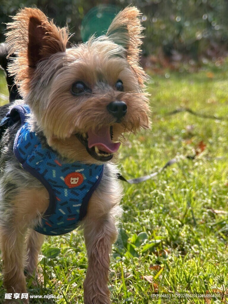 穿背心的快乐约克夏犬