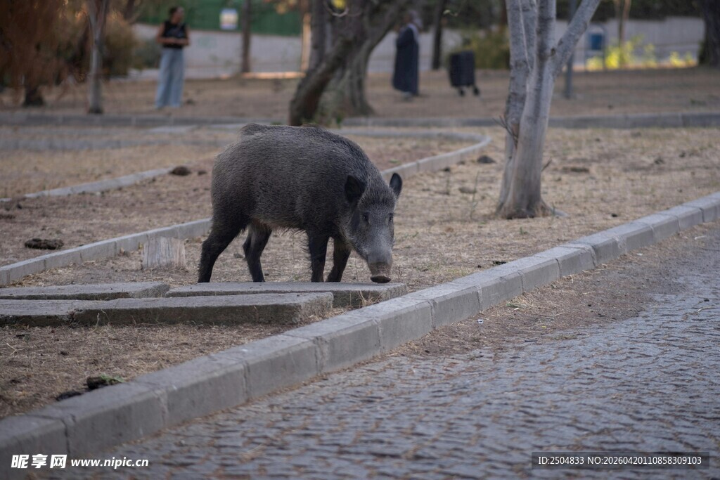 公园中觅食的野猪