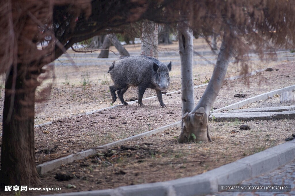 林间漫步的野猪