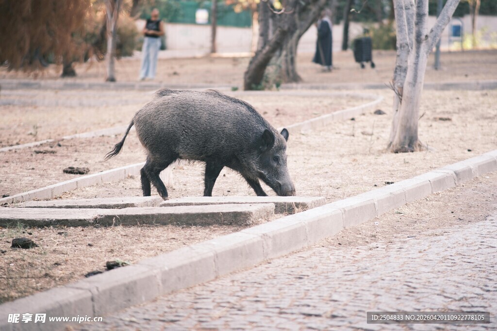 动物园里行走的野猪