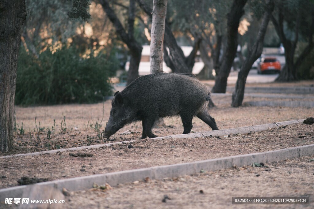 林间行走的野猪