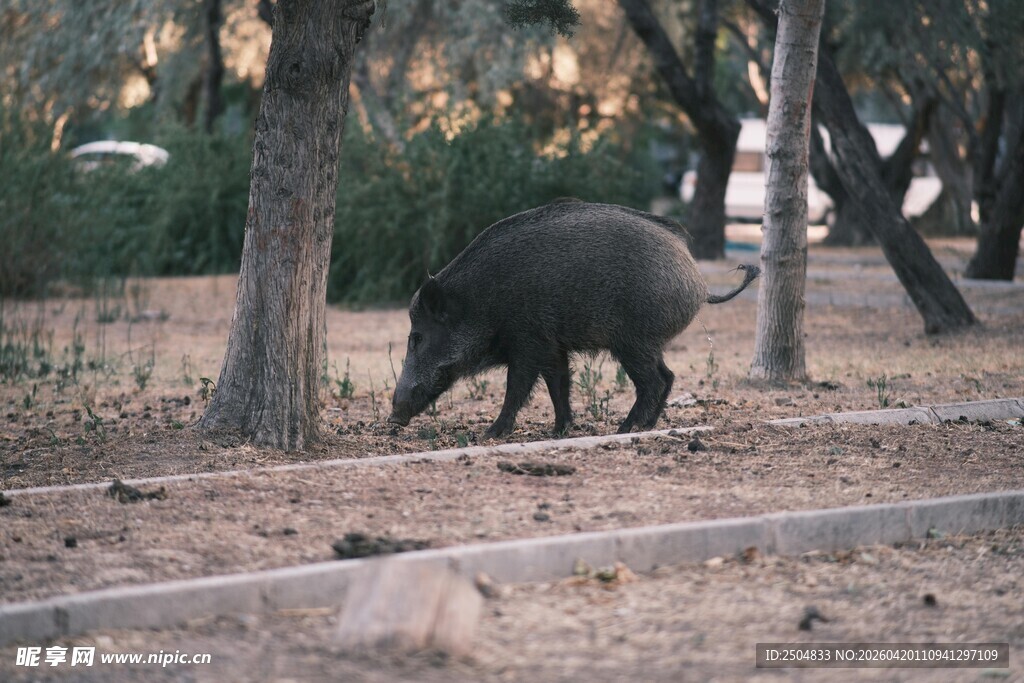 野外觅食的野猪