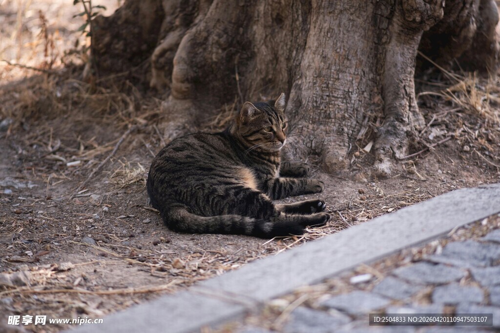 树下休憩的猫咪