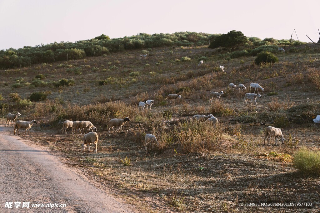 乡村路旁的羊群景观